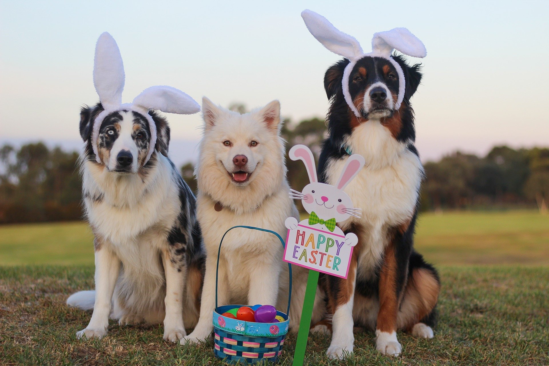 Three dogs: one black and white, one white, and one brown and white, stand on a field. The ones on the left and right are wearing bunny ear headbands. In front of them is a basket of colourful eggs and a sign shaped like a rabbit holding a "Happy Easter" sign.