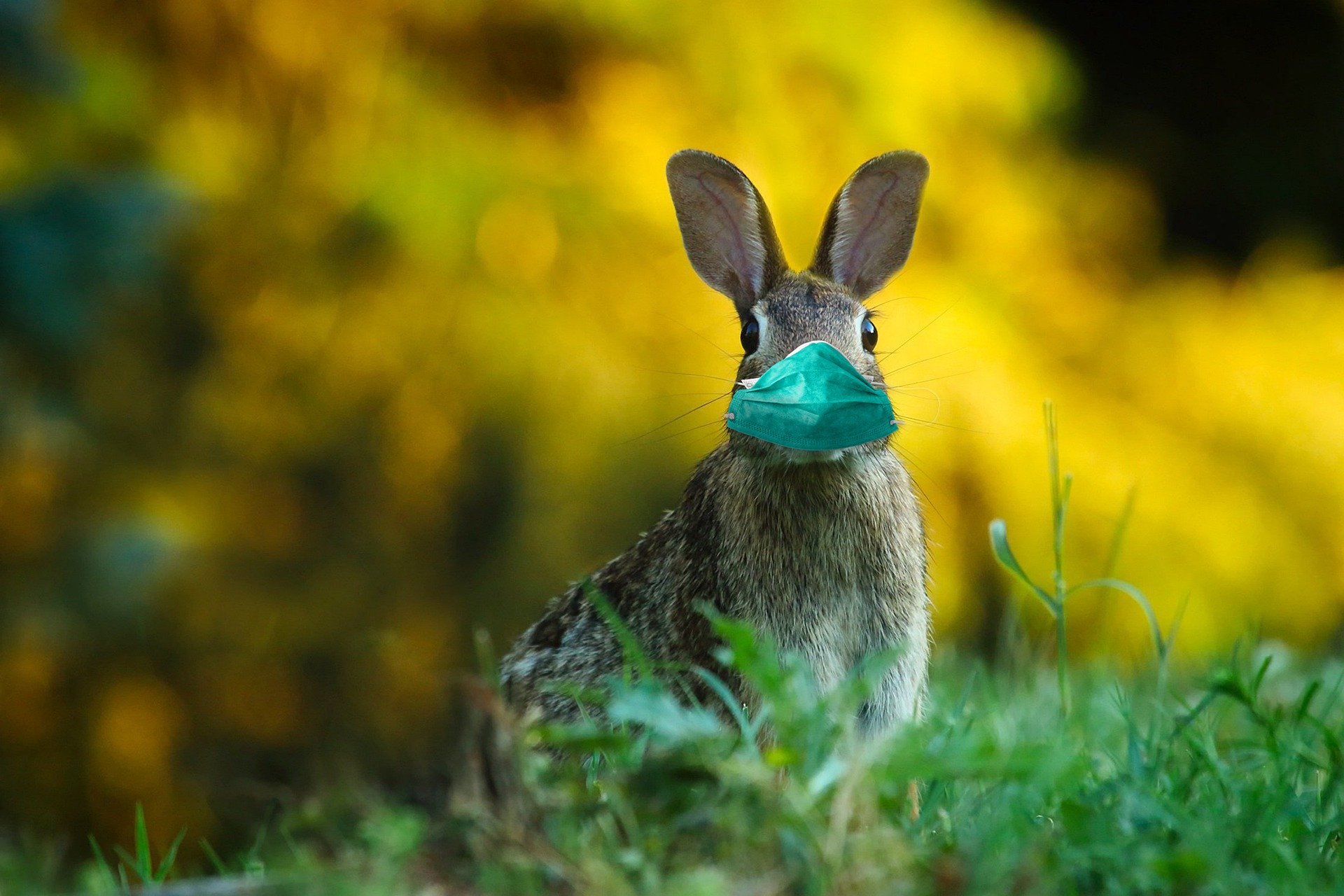 A rabbit wearing a face mask, against a blurred yellow background.