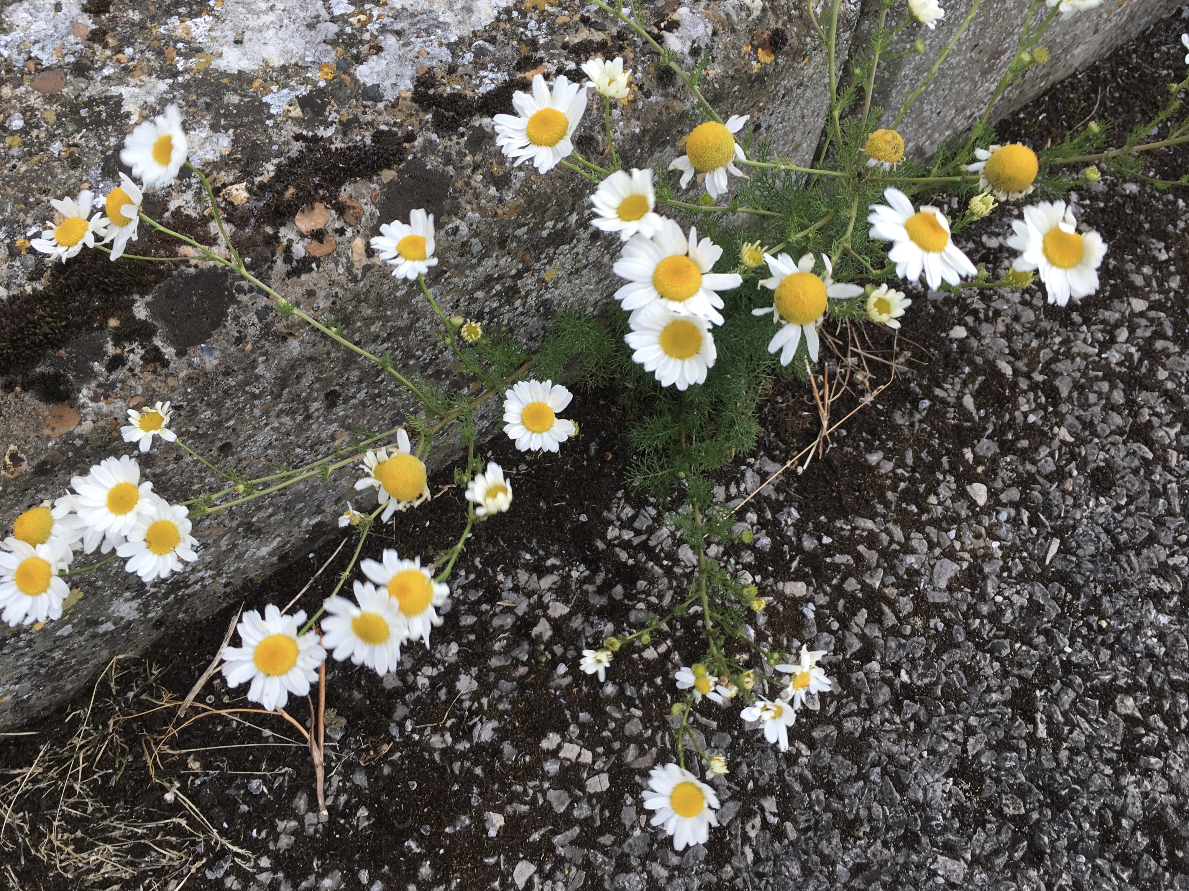 A plant with large flowers; the flowers have lots of white petals around a yellow head. The plant has spindly stems growing from a section with lots of short thing leaves, which emerges from a crack between some upright stone and the tarmac ground.