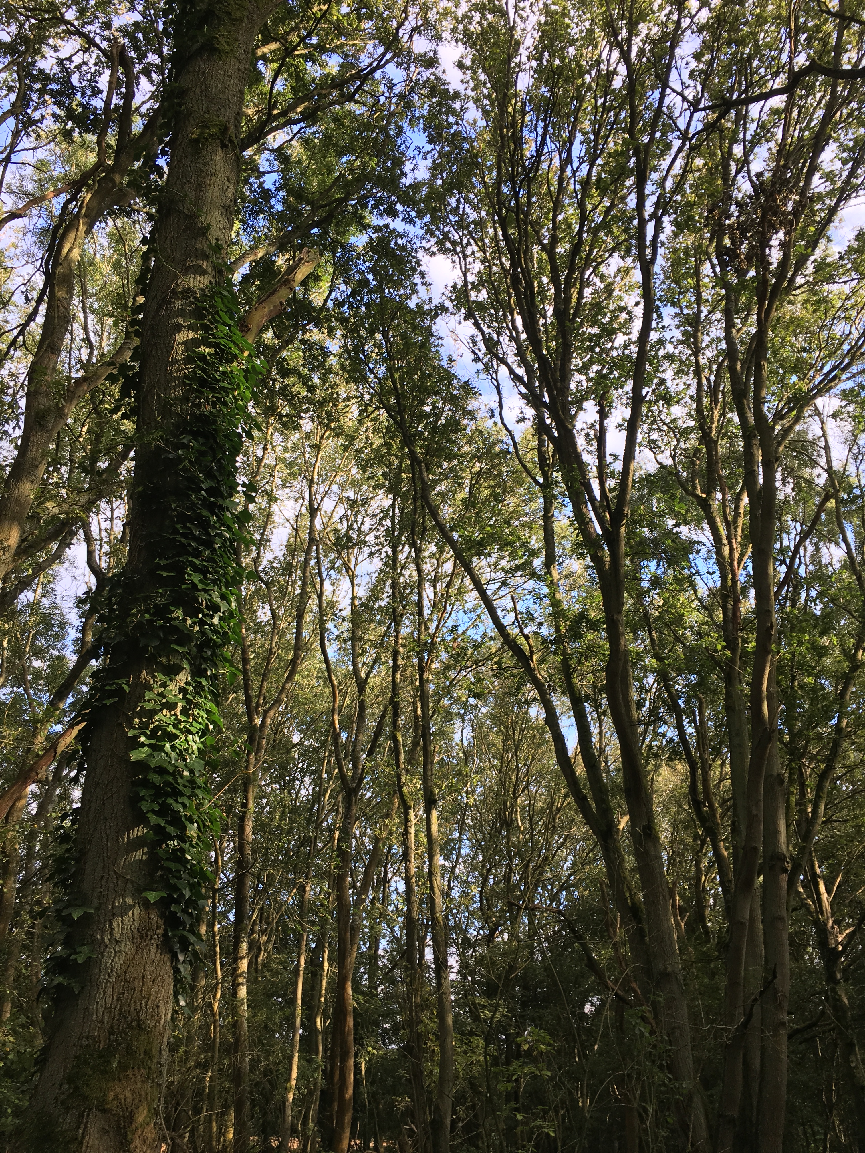 Looking up at a thick forest of tall trees, which don't branch much. A little sky can be seen between the leaves.