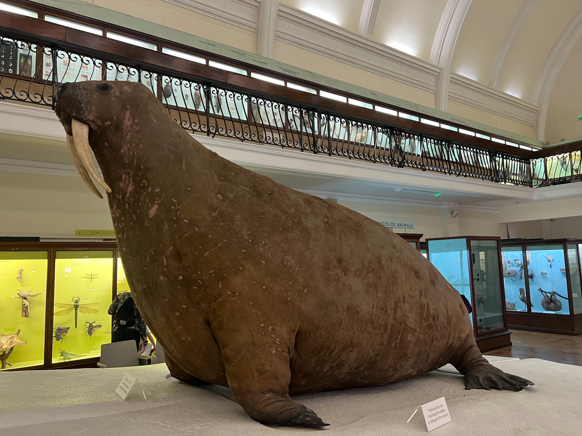 An overstuffed taxidermy walrus inside a Victorian gallery with an arched roof. In old, wooden display cases, other taxidermy specimens are displayed against bright block-colour backgrounds.